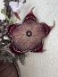 Preview: Edithcolea grandis